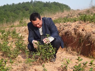 彭长华在察看茶苗的生长情况